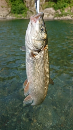 ウグイの釣果