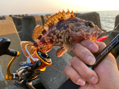 カサゴの釣果