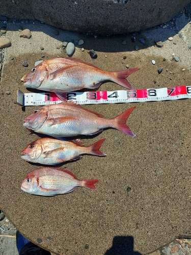 マダイの釣果