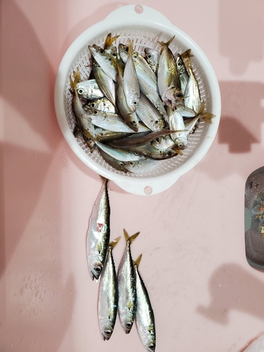 アジの釣果