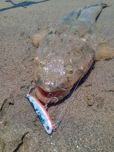 マゴチの釣果