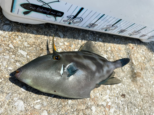 ウマヅラハギの釣果