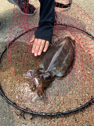 コウイカの釣果