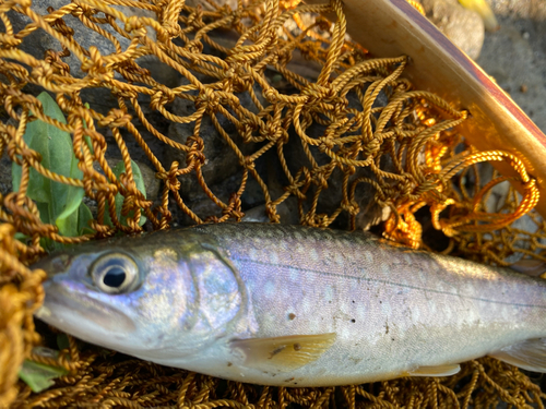 アメマスの釣果