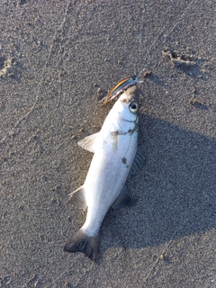 セイゴ（ヒラスズキ）の釣果