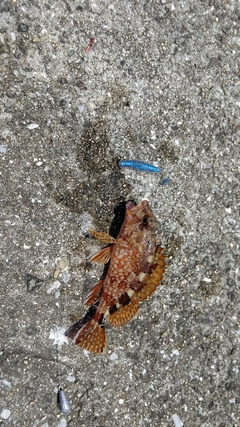 カサゴの釣果
