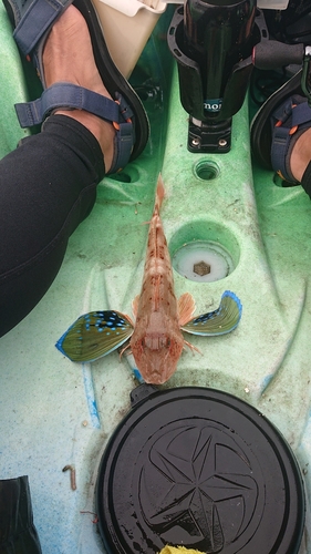 ホウボウの釣果