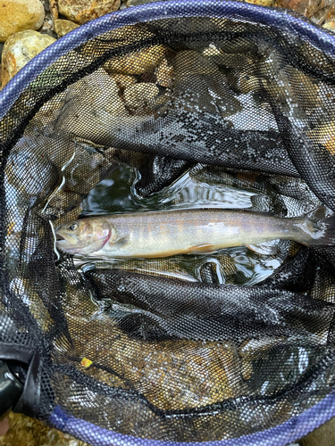 イワナの釣果