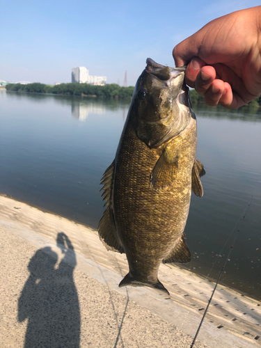 スモールマウスバスの釣果