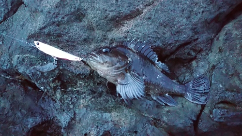 ソイの釣果