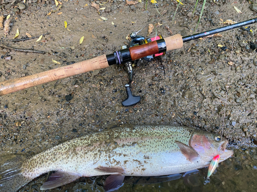 ニジマスの釣果