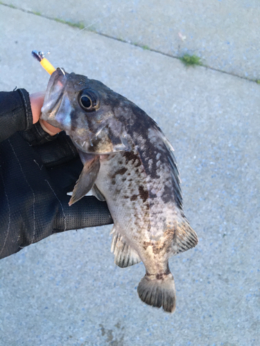 クロソイの釣果