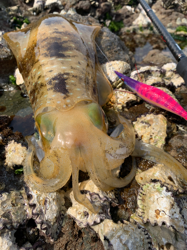 アオリイカの釣果