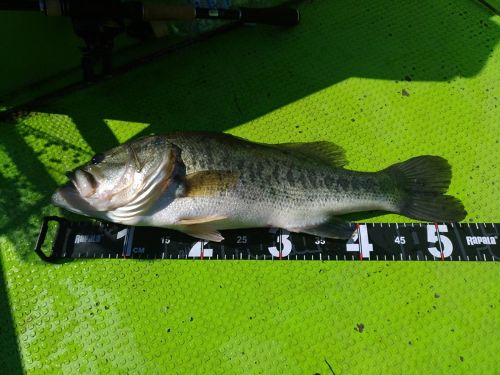 ブラックバスの釣果