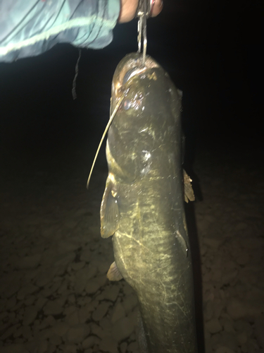 ナマズの釣果