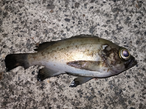 シロメバルの釣果