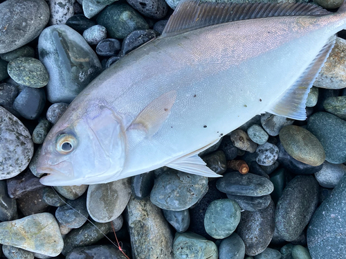 ショゴの釣果