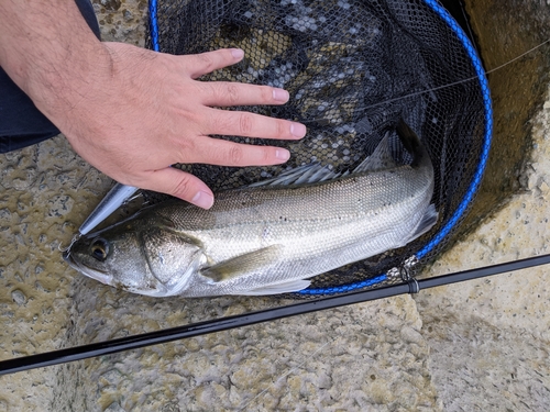 スズキの釣果