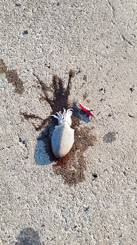 シリヤケイカの釣果