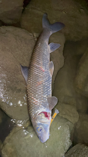 ニゴイの釣果