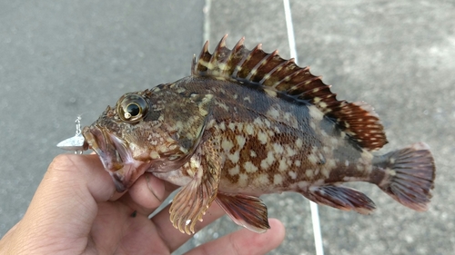 カサゴの釣果