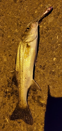 シーバスの釣果