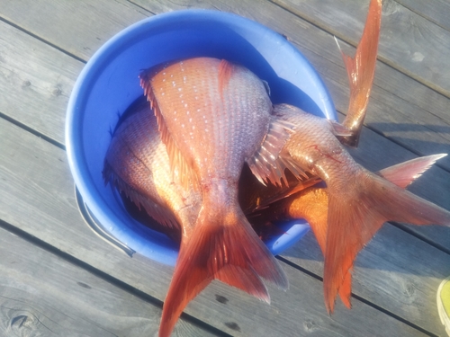 マダイの釣果