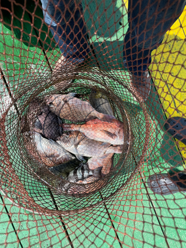 イシダイの釣果