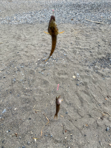 ハゼの釣果