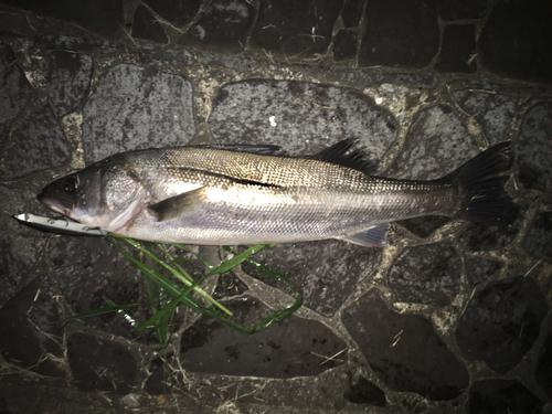 スズキの釣果