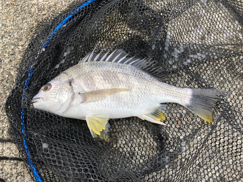 キビレの釣果