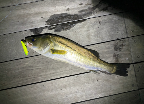 シーバスの釣果