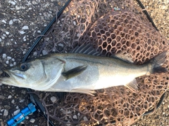 フッコ（マルスズキ）の釣果