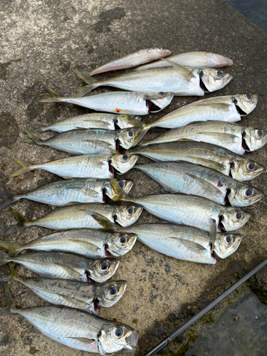 アジの釣果