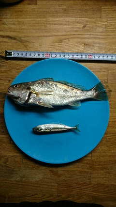 イシモチの釣果