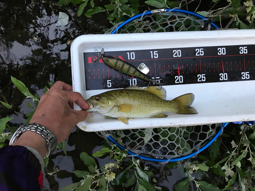 スモールマウスバスの釣果