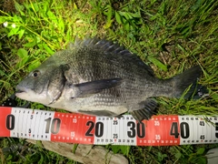 クロダイの釣果