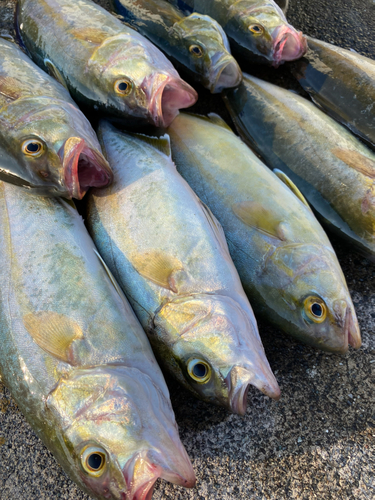 ショゴの釣果