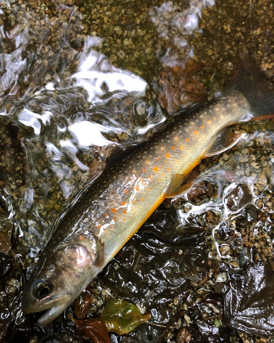 イワナの釣果