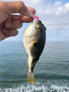 フグの釣果