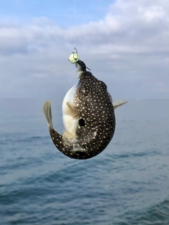 フグの釣果
