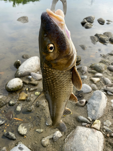 ニゴイの釣果