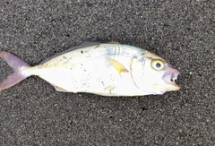 ショゴの釣果