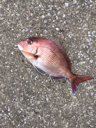 マダイの釣果