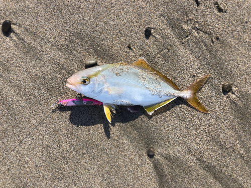 ショッコの釣果