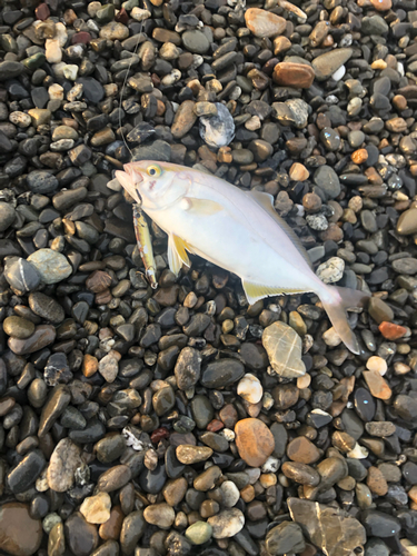 ショゴの釣果