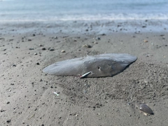 ツバクロエイの釣果