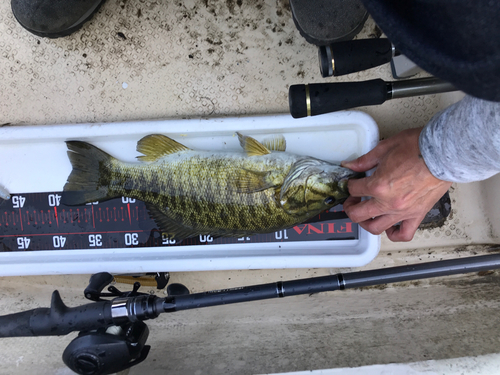 スモールマウスバスの釣果