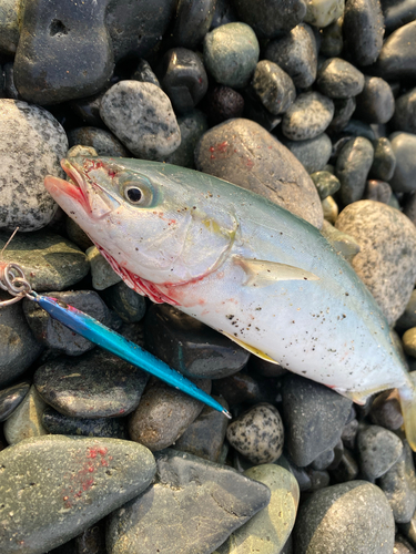 ワカシの釣果