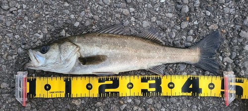 フッコ（マルスズキ）の釣果